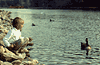 geese